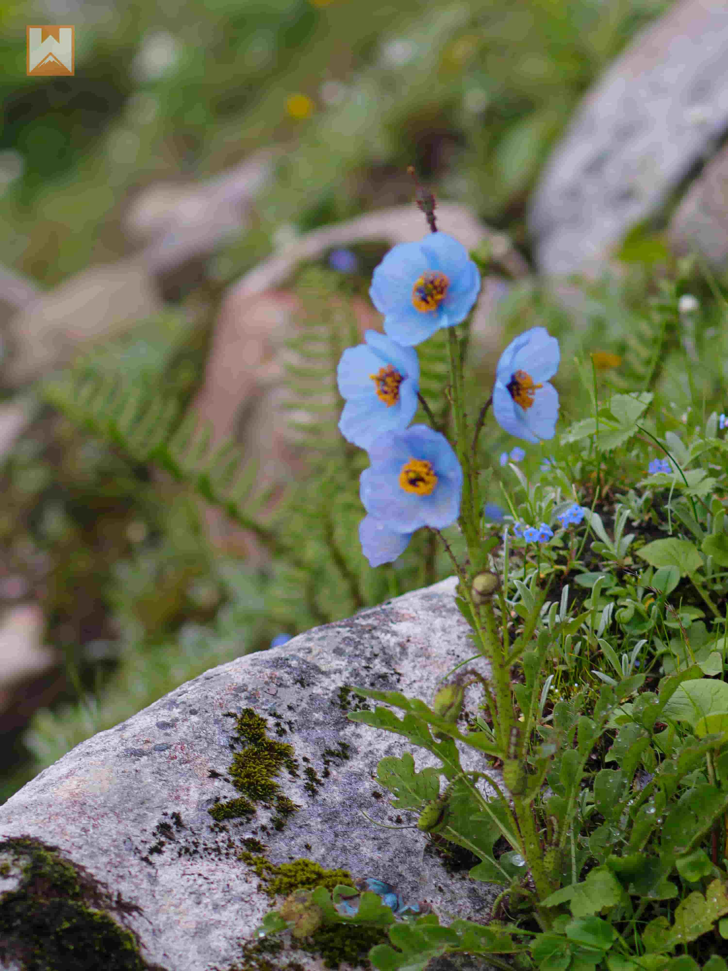 Valley of Flowers Trek in 2024: A Journey of Discovery.