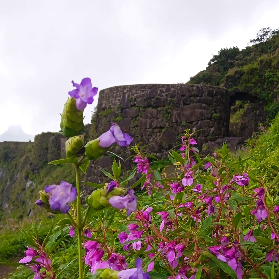 Wildvoyages Presents A Floral Extravaganza on the Salher Fort Trek Get, Set, Go on a Journey Filled with Nature's Beauty