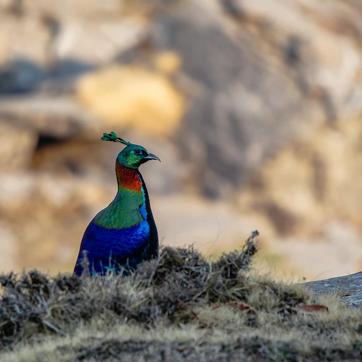 Deoriatal Chandrashila trek - Image 21