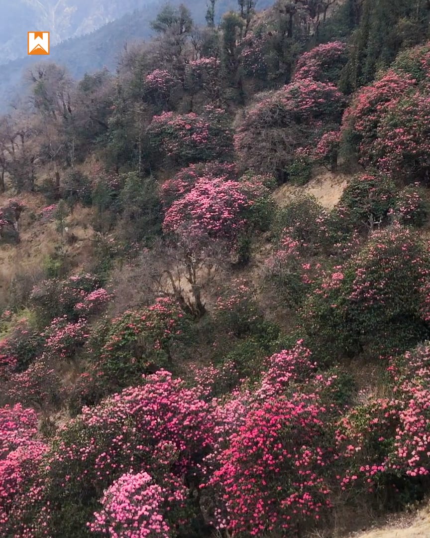 Muniyal Top Trek - Image 3