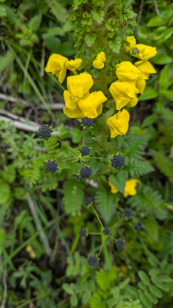 Valley of Flowers - Image 13