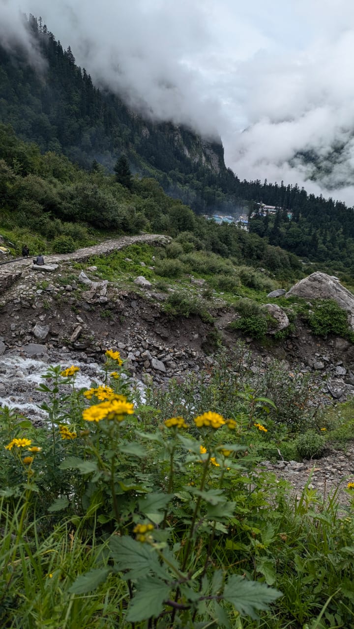 Valley of Flowers - Image 1