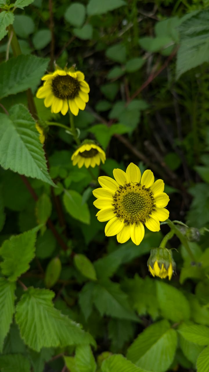 Valley of Flowers - Image 8