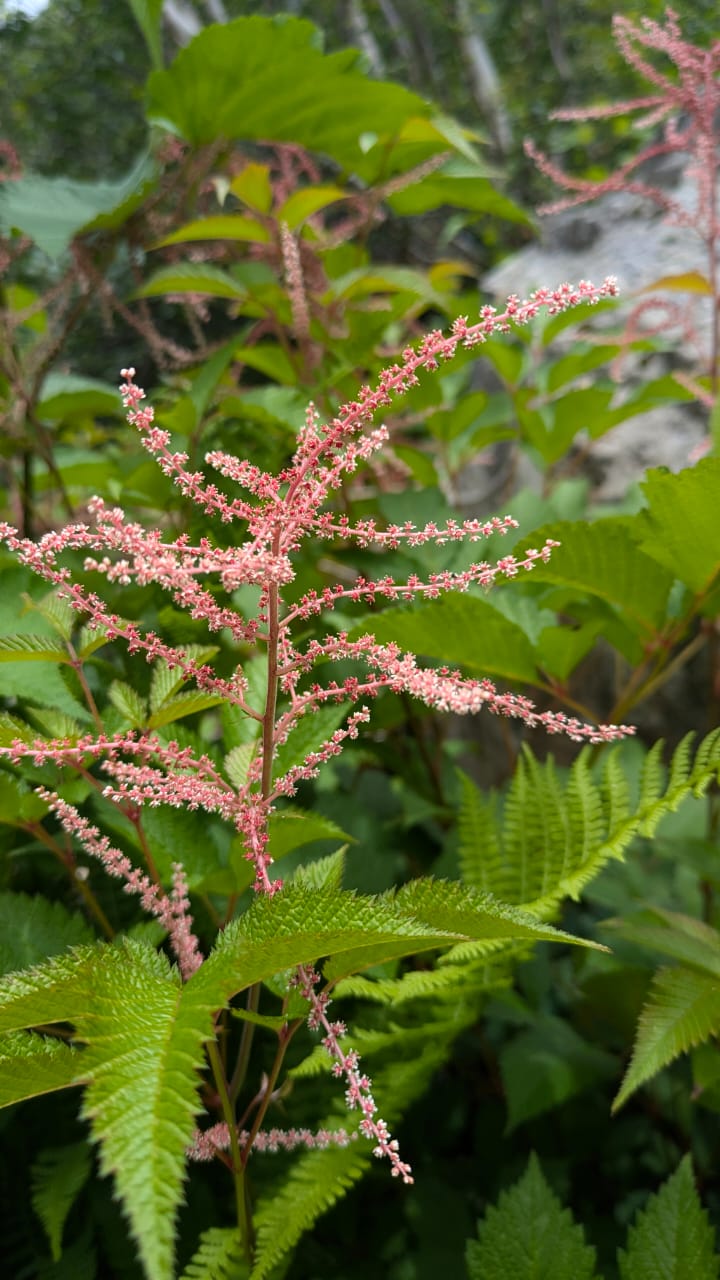 Valley of Flowers - Image 12