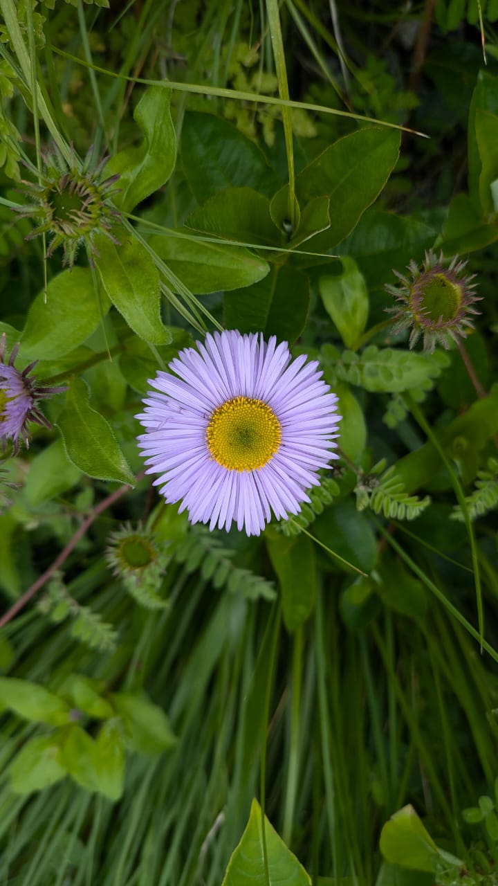 Valley of Flowers - Image 11