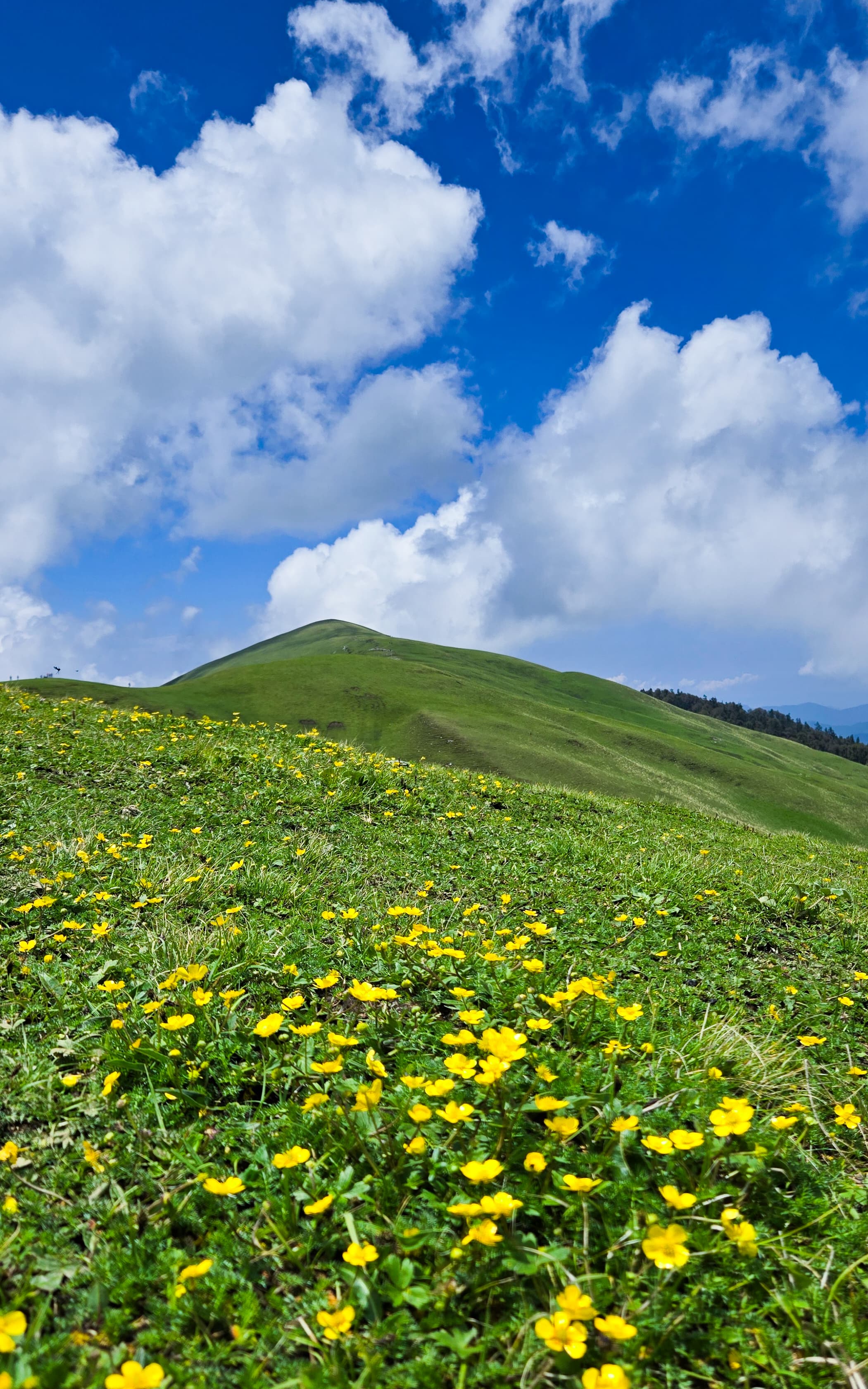 Ali & bedni bugyal trek - Image 10