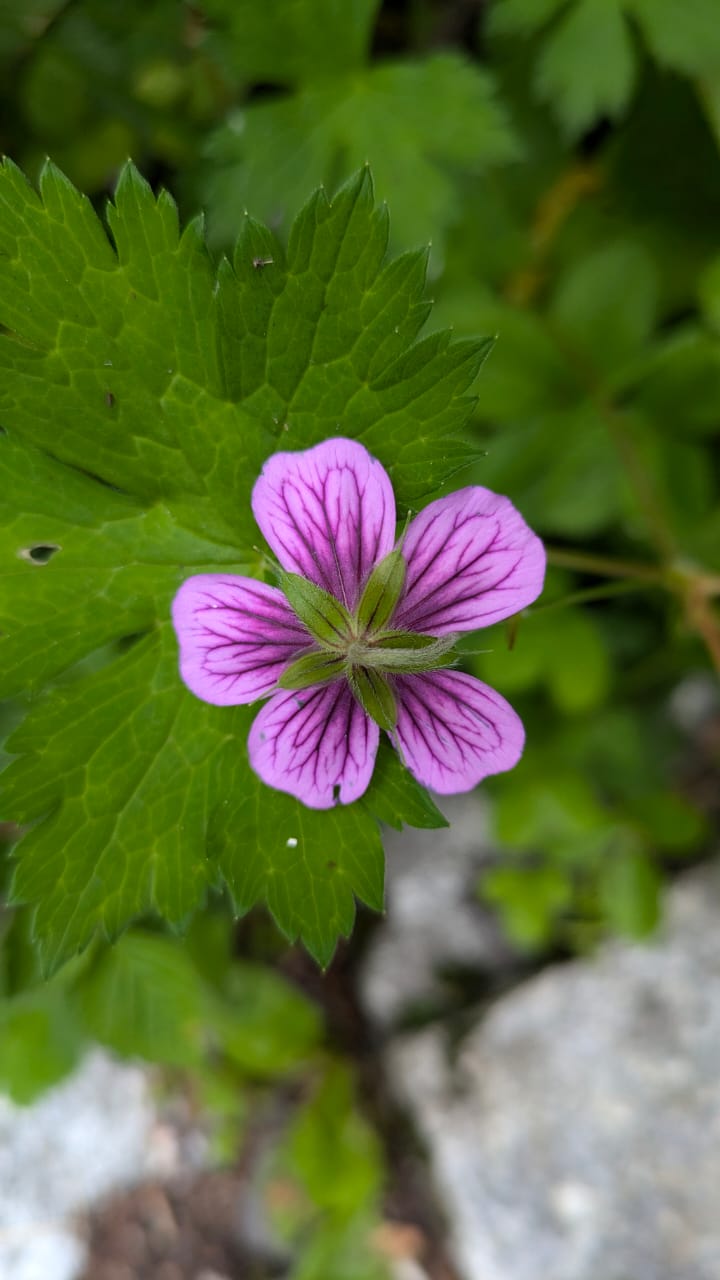 Valley of Flowers - Image 9