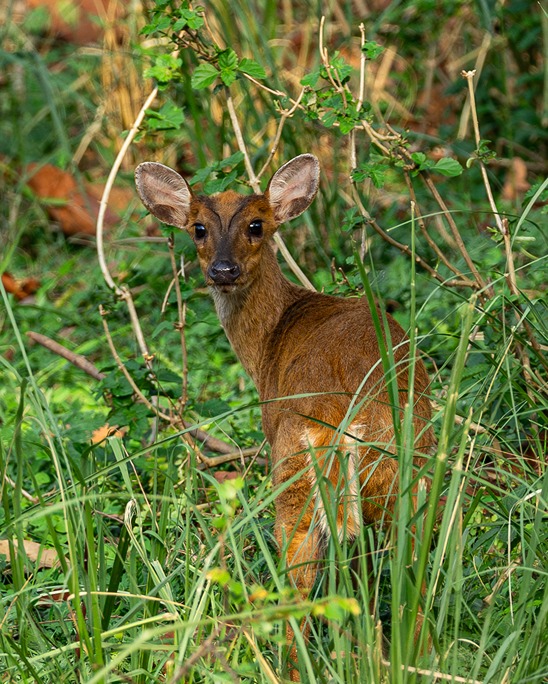 Baby deer in the jungle during wildlife photography