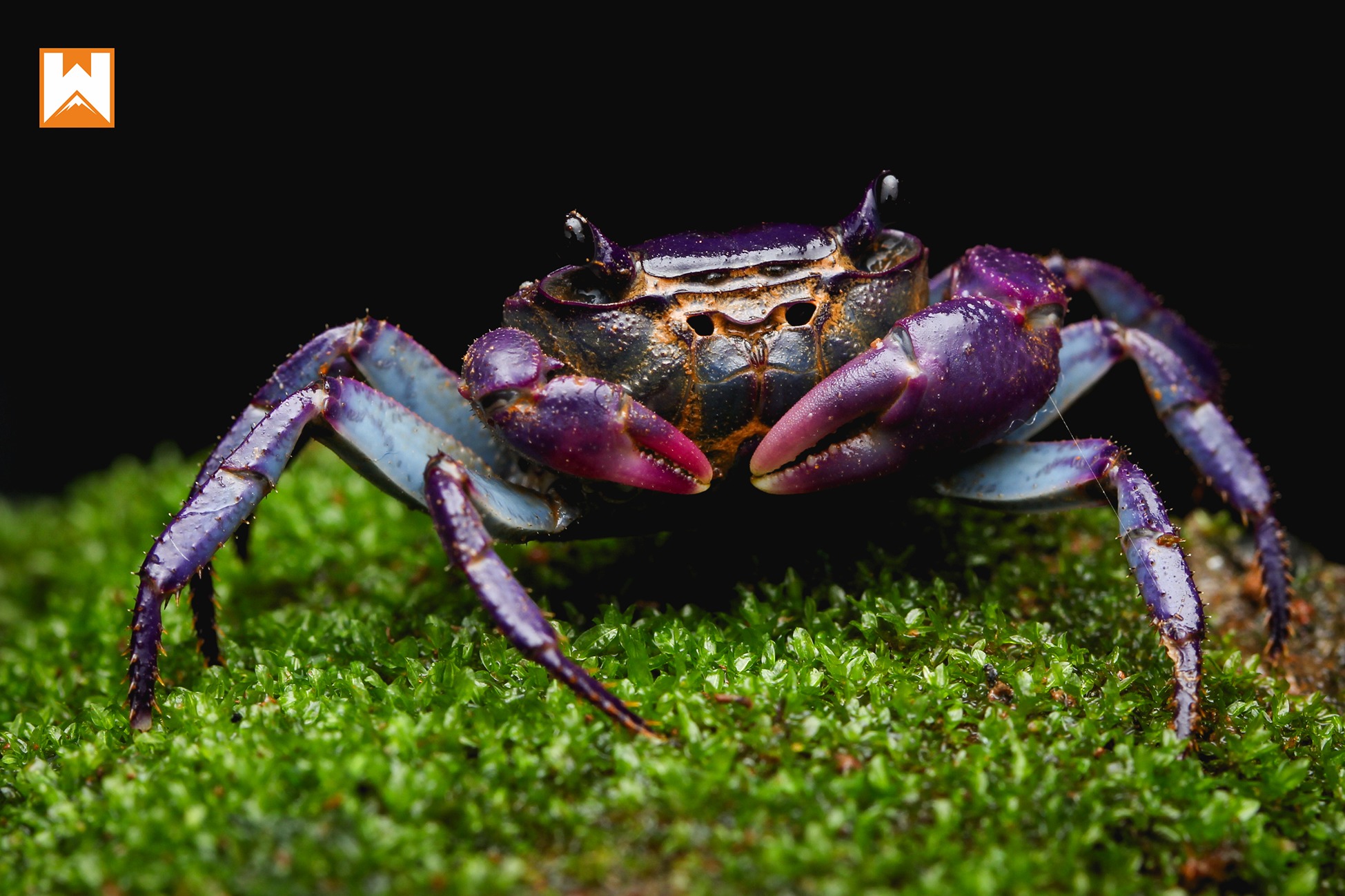 Black crab on a tree captured in macro photography