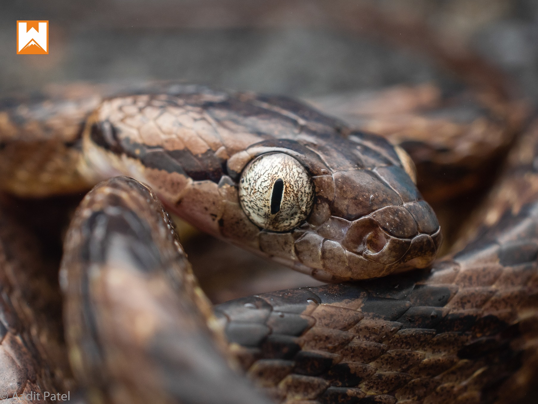 Close-up macro photo of a cobra with hood expanded