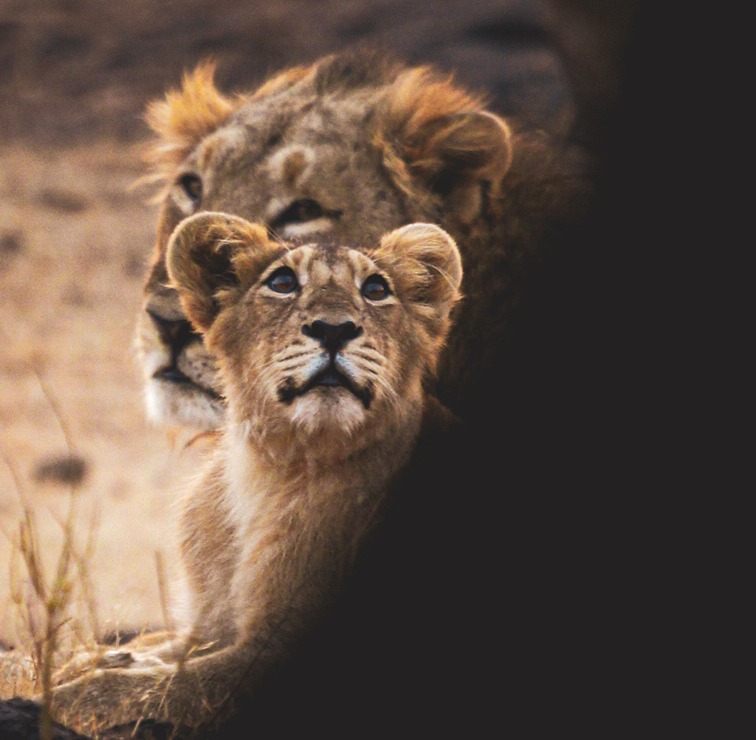 Explore wildlife destions with wildvoyages