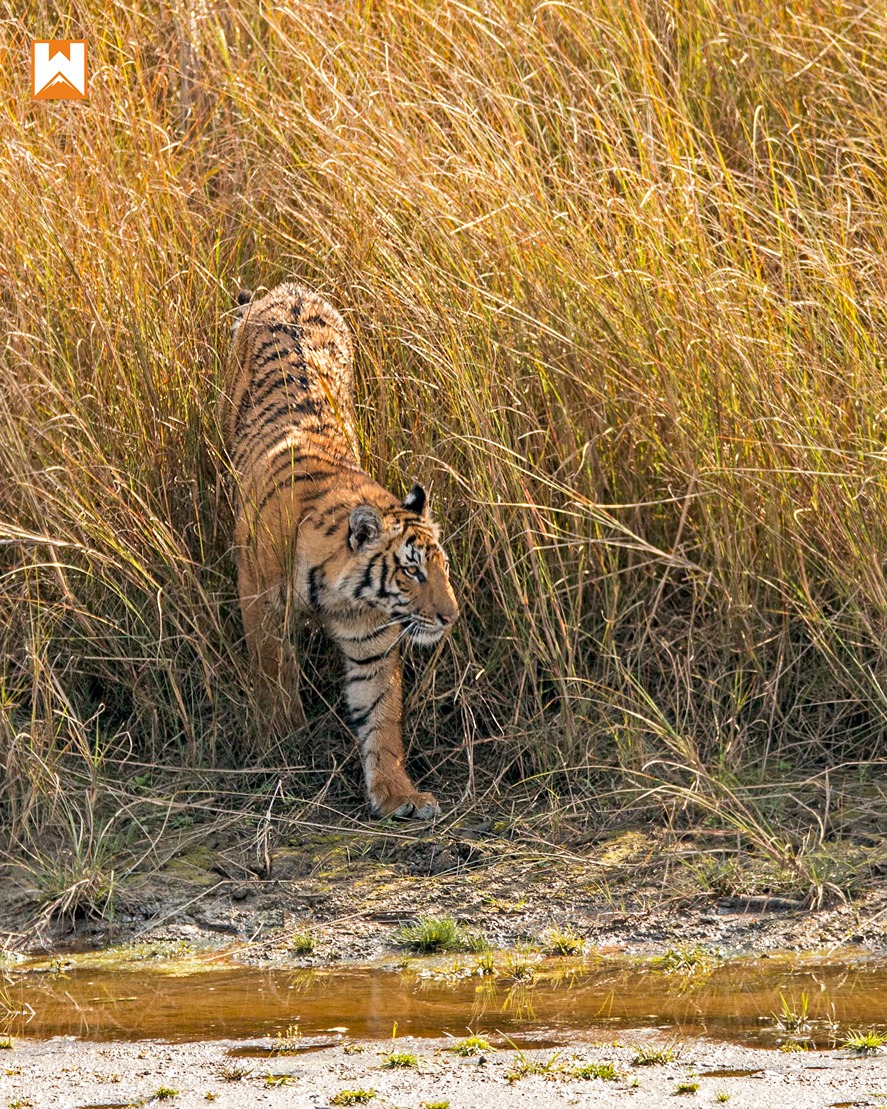 Wildlife Safari - Tiger in Natural Habitat